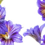 豪门国际网站:为您提供独特的国际奢侈品购物体验 iruc57zyv