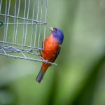 白金体育平台官网:全方位解析最新体育赛事动态与投注攻略 q4ndwpvzl